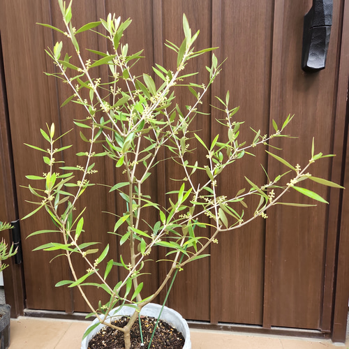 クーポン利用で2750円&送料無料 オリーブの木 エルグレコ エレガント