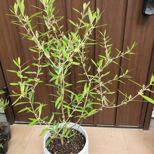 クーポン利用で2750円&送料無料 オリーブの木 エルグレコ エレガント