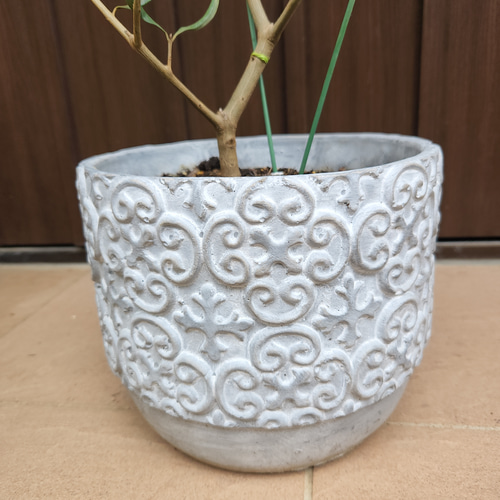 蕾いっぱい♡ 大きめ♪オリーブの木 エルグレコ エレガント鉢植え 苗