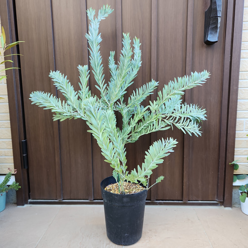 再販☆アカシアブルーブッシュ 大きめ♪鉢植え ミモザ苗 ロック