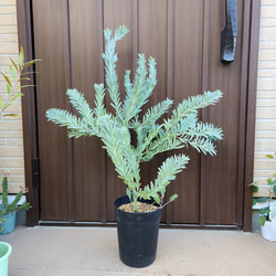 再販☆アカシアブルーブッシュ 大きめ♪鉢植え ミモザ苗 ロック