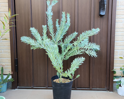 花芽付き♡アカシア　ブルーブッシュ　テラコッタ鉢植え　苗　苗木　ミモザ 花芽付き♡アカシア ブルーブッシュ テラコッタ鉢植え 苗 苗木