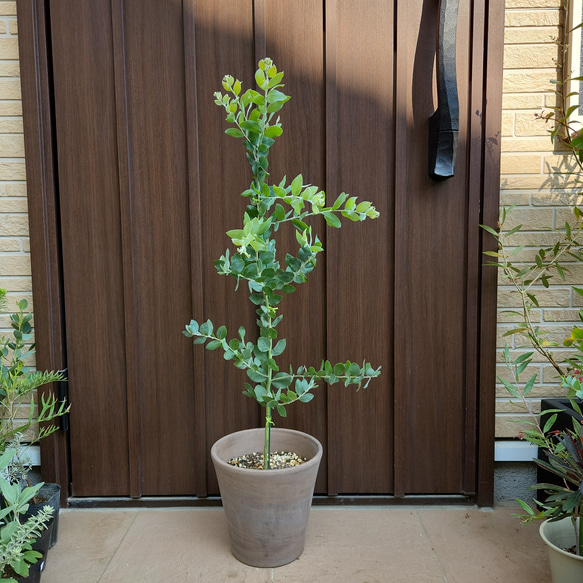 大きめ♪パールアカシア　テラコッタ鉢植え　苗木　シンボルツリー