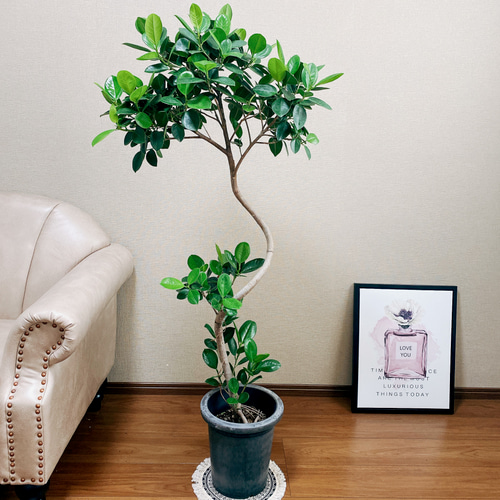 現品］【希少】1番 フィカス ジャンボリーフ 8号 観葉植物 室内 大型