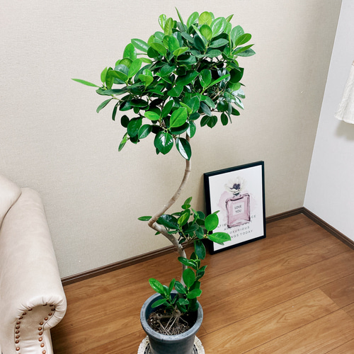 ［現品］【希少】F1 フィカス　グランディス　8号　観葉植物　室内　大型　レア 現品］【希少】F1 フィカス グランディス 8号 観葉植物 室内 大型 レア