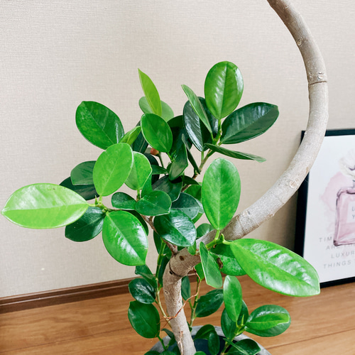 現品］【希少】1番 フィカス ジャンボリーフ 8号 観葉植物 室内
