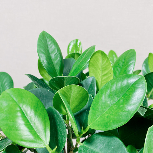 現品］【希少】1番 フィカス ジャンボリーフ 8号 観葉植物 室内