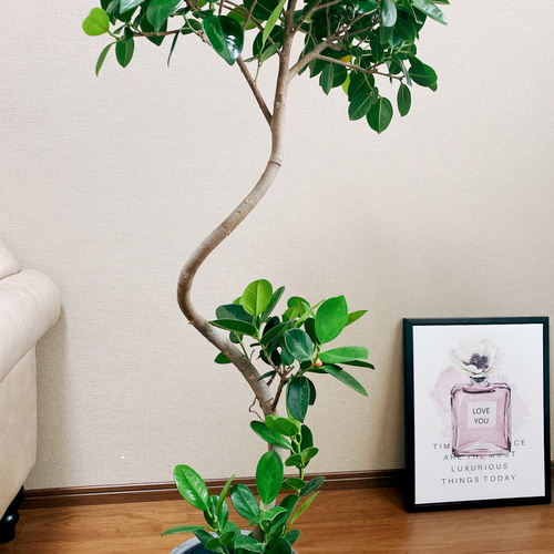現品］【希少】1番 フィカス ジャンボリーフ 8号 観葉植物 室内 大型
