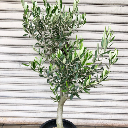 ⑭　オリーブの木souju『ミッション』8号　特大苗木最高等級極上品‼️極太 ③ オリーブの木 souju 8号『ミッション』特大苗木最高等級
