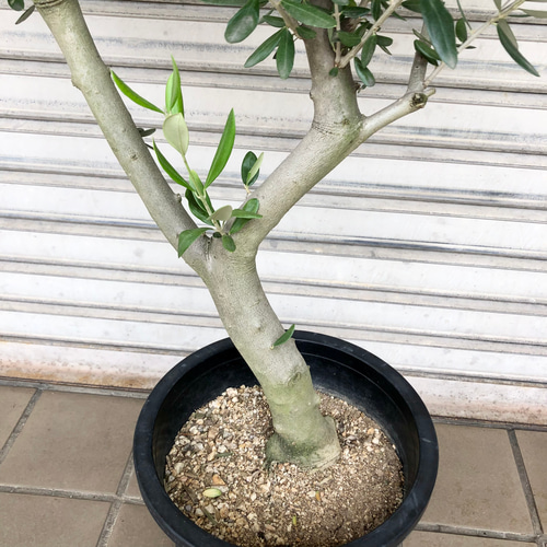 幹極太 オリーブの木 ルッカ SOUJU 8号 21 その他インテリア雑貨