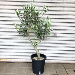 幹極太 オリーブの木 ルッカ SOUJU 8号 21 その他インテリア雑貨