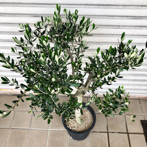 【現品】オリーブ　8号（1）ルッカ おしゃれ 観葉植物：オリーブの木 ルッカ 8号*現品1番 SOUJU 創