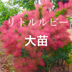 スモークツリー リトルルビー 大苗 ドライフラワー 森の小さなお花屋