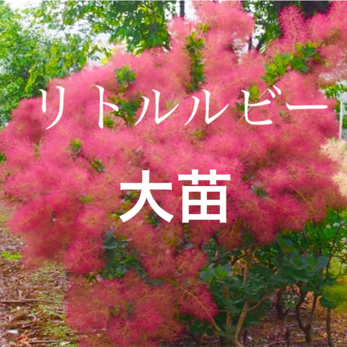 スモークツリー リトルルビー 7号鉢 シンボルツリー ドライ