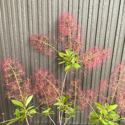 スモークツリー リトルルビー 大苗 ドライフラワー 森の小さなお花屋