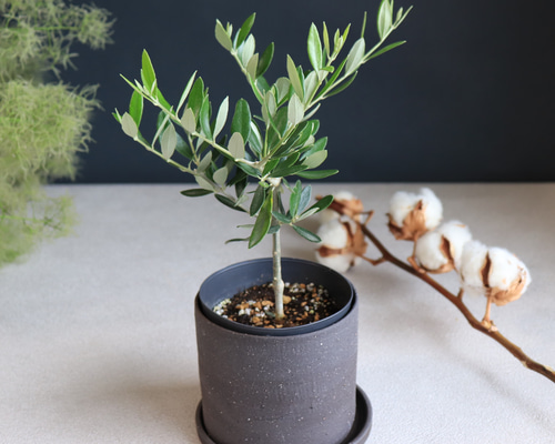 301b08eba980e3ae1b39d229e8c254