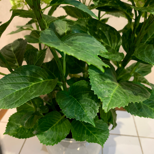 SALE❗️ 希少アジサイ❤️マジカルラプソディ❤️5号鉢 多肉植物