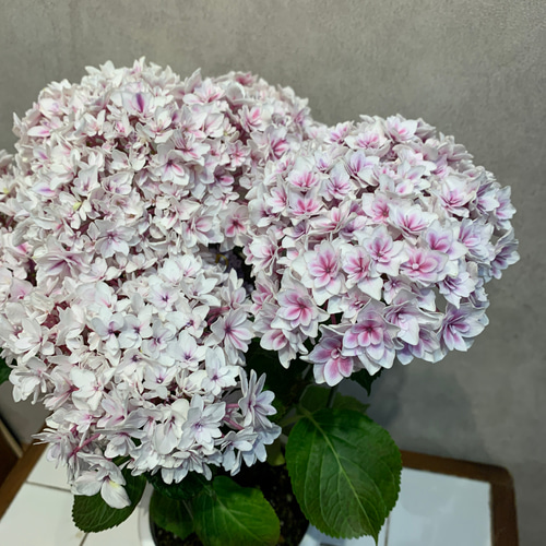 SALE❗️希少アジサイ❤️竜宮 5号鉢 多肉植物 Garden_couleur