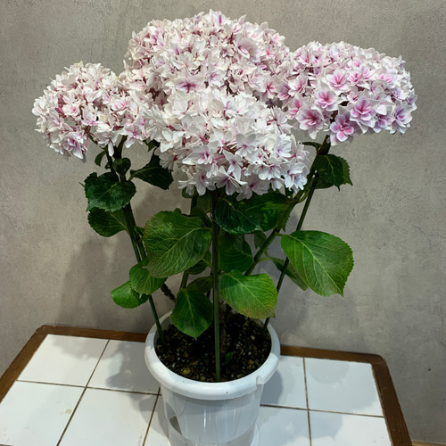 SALE❗️希少アジサイ❤️竜宮 5号鉢 多肉植物 Garden_couleur 通販