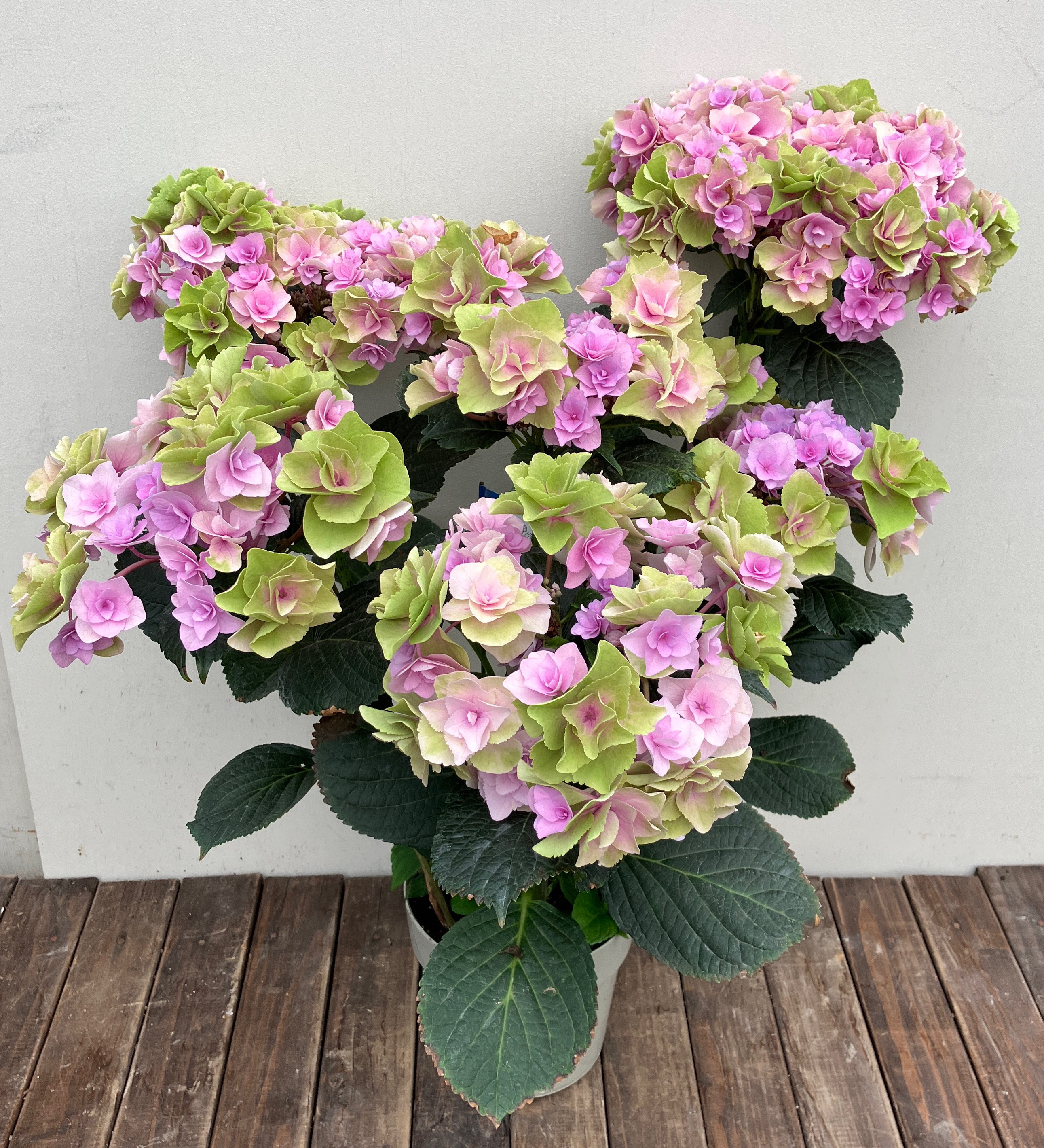 豪華なアジサイ♪フェアリーアイ♪ハイドランジア♪紫陽花