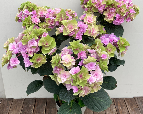 ダージリン! トロールビーズ紫陽花イメージ４個セットハイドランジア ダージリン様専用! トロールビーズ紫陽花イメージ4個セット