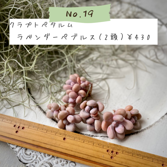 No.19　　ラベンダーペブルス(S)　　￥430　　多肉植物苗 1枚目の画像