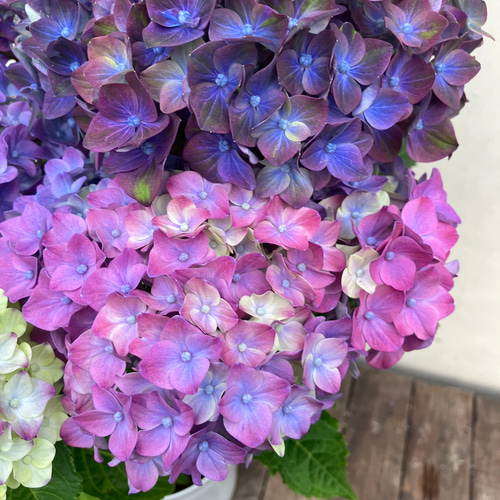 アジサイ♪ロッソグローリー♪レンブラントシリーズ♪ハイドランジア