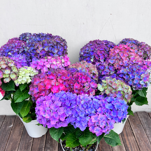 アジサイ♪ロッソグローリー♪レンブラントシリーズ♪ハイドランジア