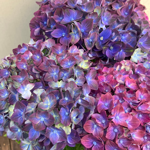 引っ越し断捨離▶プロ必読様 リクエスト 3点 まとめ商品　紫陽花　アジサイ 生花】八重咲きアジサイ ユーアンドミーなど(水色) - 花材通販はなどん