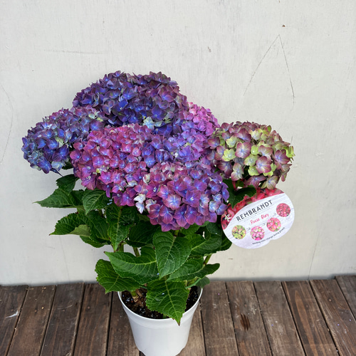 アジサイ♪ロッソグローリー♪レンブラントシリーズ♪ハイドランジア