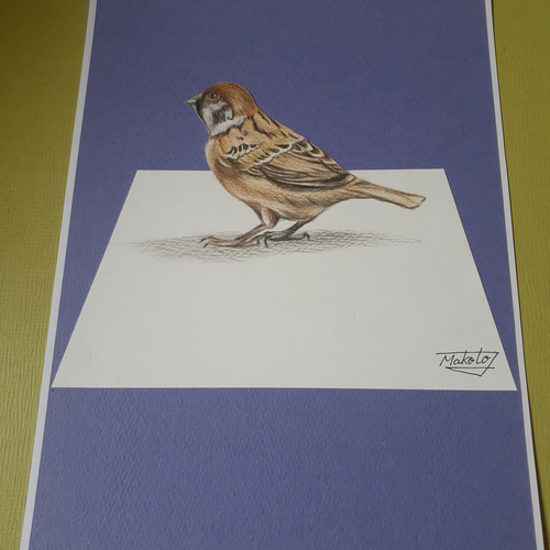 すずめ】鉛筆画 鳥をいろいろ描いて来ましたが、今回は雀にしま