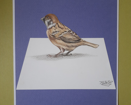 鉛筆画 雀 スズメ Sparrow] How to draw pen and colored pencil pictures, easy