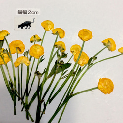 ラナンキュラスの原種の押し花素材 2枚目の画像