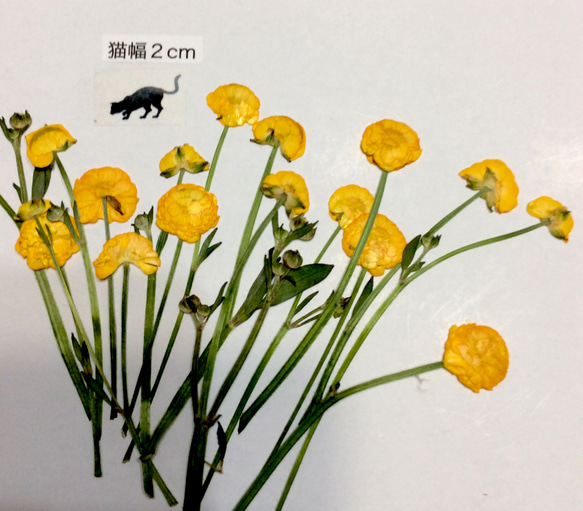 ラナンキュラスの原種の押し花素材 2枚目の画像