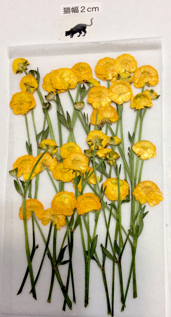 ラナンキュラスの原種の押し花素材 3枚目の画像
