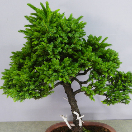 山木蝦夷松盆栽 蝦夷松》蝦夷松盆栽 盆栽 文人木 シャリ / 五葉松 真柏 黒松