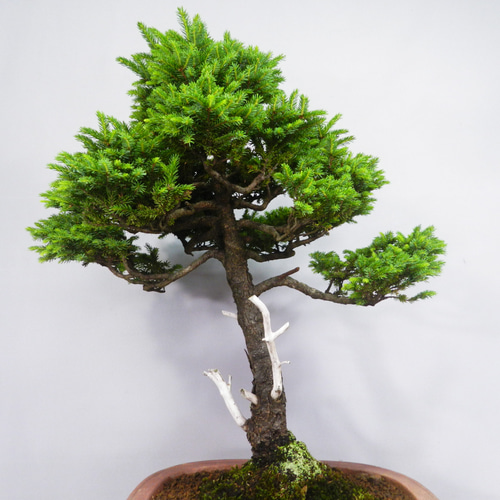 山木蝦夷松盆栽 ☆ENGEI ichioki☆蝦夷松・えぞまつ・中品盆栽☆見応え充分