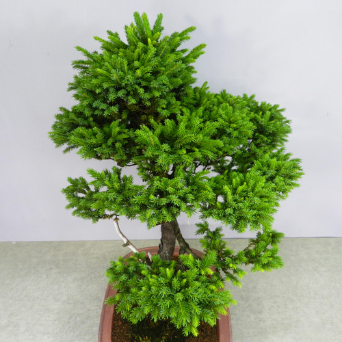 盆栽 蝦夷松 ☆ENGEI ichioki☆蝦夷松・えぞまつ・中品盆栽☆見応え充分