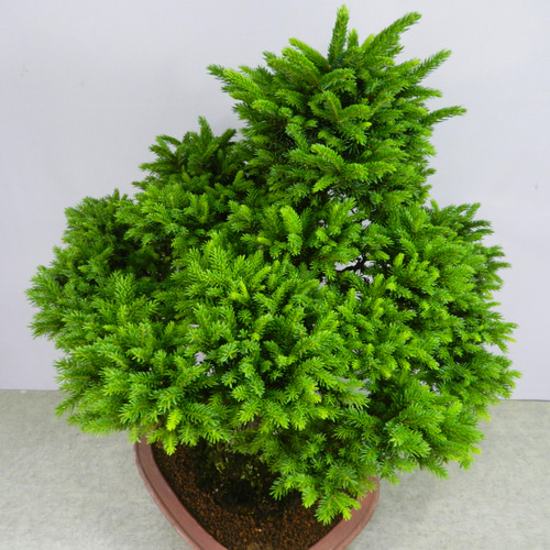 ☆ENGEI ichioki☆蝦夷松・えぞまつ・中品盆栽☆見応え充分