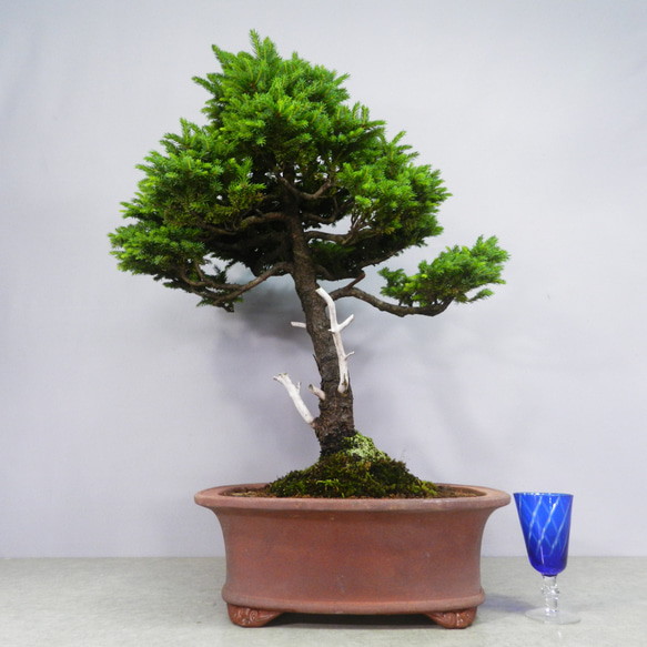 盆栽 蝦夷松 ☆ENGEI ichioki☆蝦夷松・えぞまつ・中品盆栽☆見応え充分