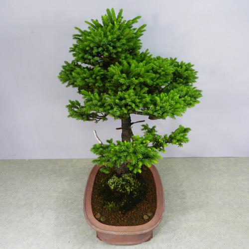 ☆ENGEI ichioki☆蝦夷松・えぞまつ・中品盆栽☆見応え充分