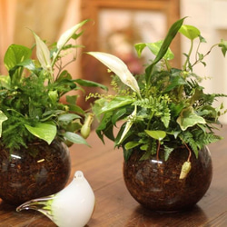 季節の室内用グリーン おまかせ 寄せ植えブリコラージュフラワー
