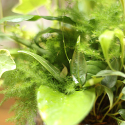 季節の室内用グリーン　おまかせ　寄せ植えブリコラージュフラワー　ガラスポット　観葉植物 4枚目の画像