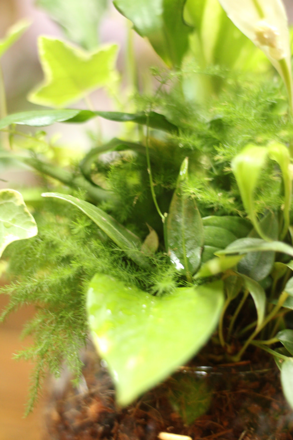 季節の室内用グリーン　おまかせ　寄せ植えブリコラージュフラワー　ガラスポット　観葉植物 4枚目の画像