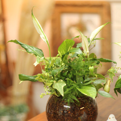 季節の室内用グリーン　おまかせ　寄せ植えブリコラージュフラワー　ガラスポット　観葉植物 2枚目の画像