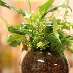 季節の室内用グリーン　おまかせ　寄せ植えブリコラージュフラワー　ガラスポット　観葉植物 3枚目の画像
