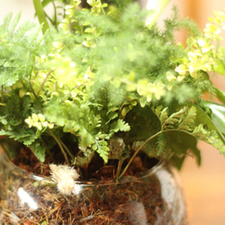 季節の室内用グリーン　おまかせ　寄せ植えブリコラージュフラワー　ガラスポット　観葉植物 5枚目の画像