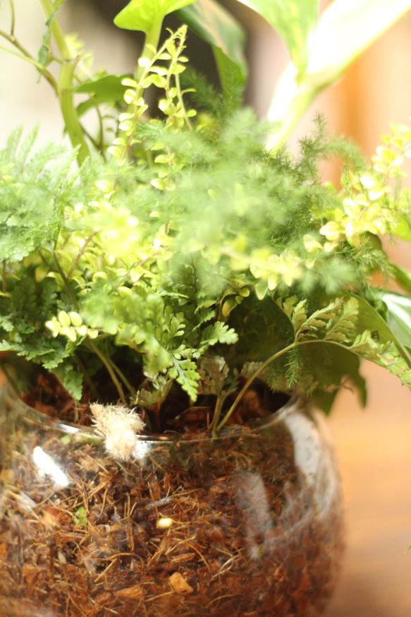 季節の室内用グリーン　おまかせ　寄せ植えブリコラージュフラワー　ガラスポット　観葉植物 5枚目の画像