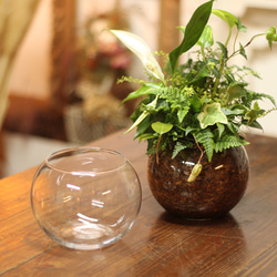 季節の室内用グリーン　おまかせ　寄せ植えブリコラージュフラワー　ガラスポット　観葉植物 12枚目の画像