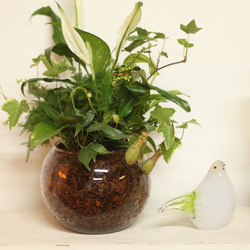 季節の室内用グリーン　おまかせ　寄せ植えブリコラージュフラワー　ガラスポット　観葉植物 10枚目の画像